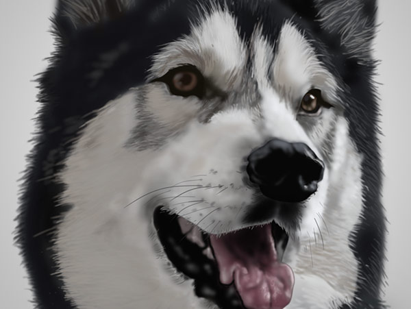 Husky/Malamute Illustration