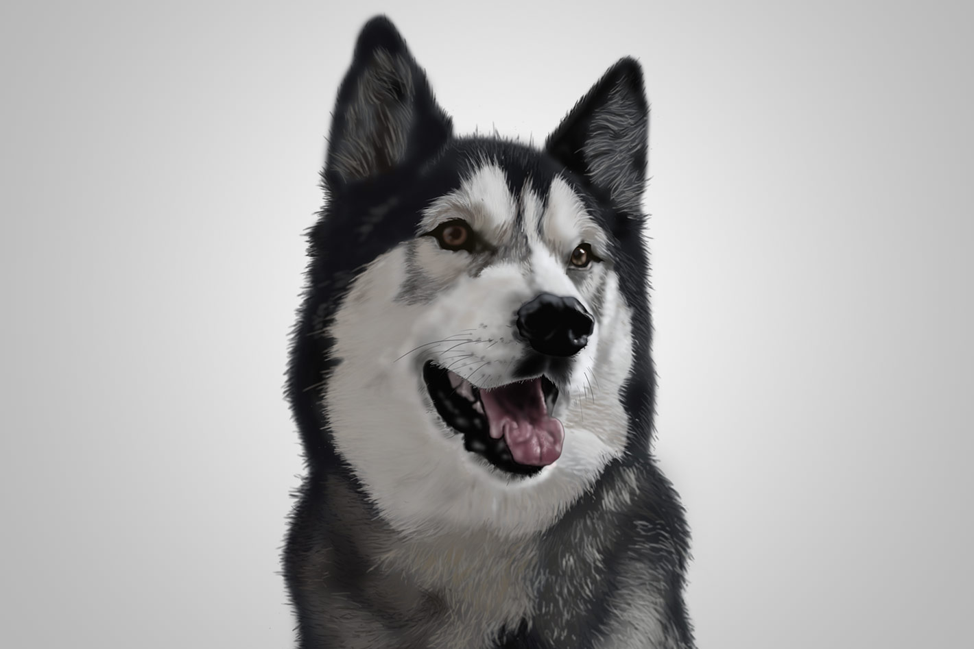 Husky/Malamute Illustration